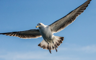 Seagull in flight against the blue sky. A beautiful moment of flight. Cape Town. False Bay. South Africa. 