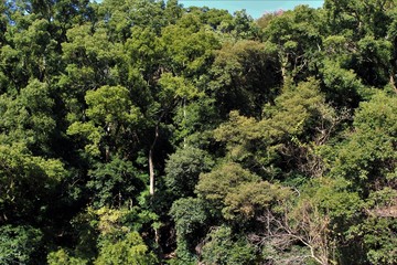 Old growth camphor tree forest exists in Southern Japan