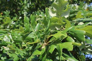 Oak Leaf cluster