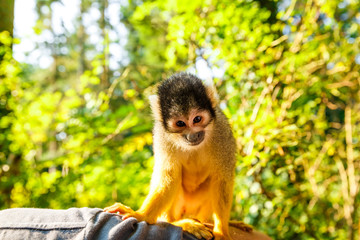 Squirrel monkey