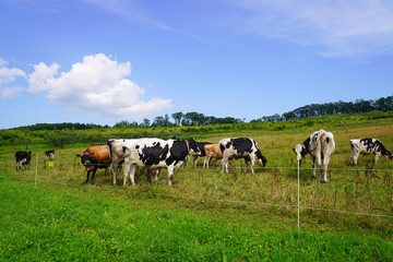 Plakat 牧場の牛