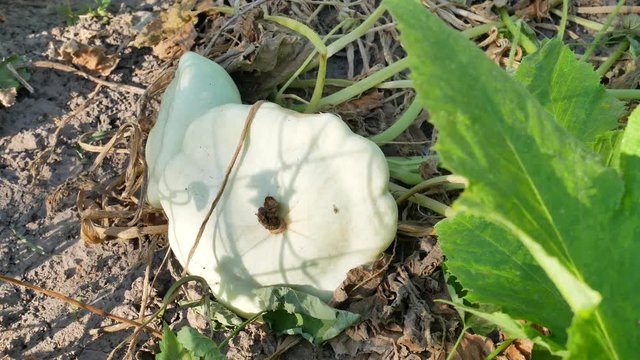 Ripe white pattypan squash in the garden