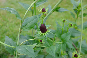 Rudbeckia occidentalis, Grenn Wizard