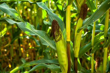 Green corncob on a cornfield