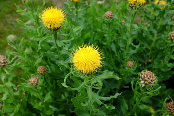 Centaurea macrocephala