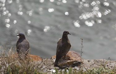 two pigeons resting with reflections of the sea in the background