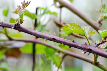 Branch full of thorns with green leaves, growing on a meadow