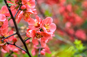 Wonderful sharp blooming flowers, in a red color, on a meadow