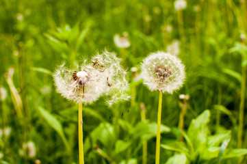 Dandelion blown by the wind on a meadow, in a sunny day