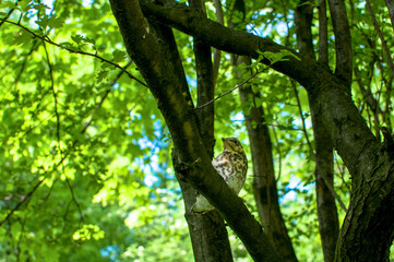 Little birdy sitting on the tree under green leaves