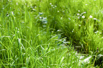 Brook running through the grass, on a meadow, seen in Cracow/Poland