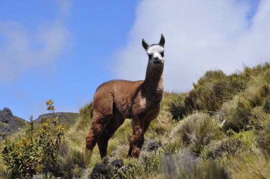 La llama que llama  en Zumbahua 