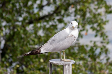 seagull in Stockholm