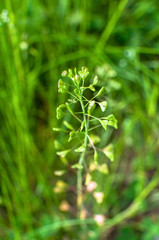 A shepherd's purse on a meadow