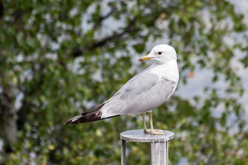 seagull in Stockholm