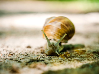 Closeup shot of snail with antenna crawling on rough ground inÂ sunlight - motion to camera