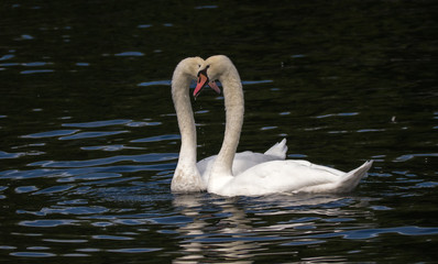 Swans on the Landwehr Channel in Berlin, Germany