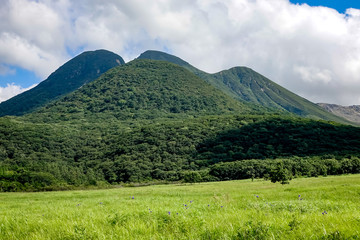 タデ原湿原　ヒゴタイ