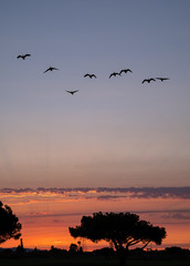 Fototapeta na wymiar sunset birds