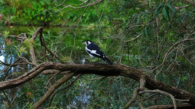 A Magpie Lark is perched on a branch near a pond in Australia.