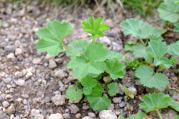 Alchemilla monticola, Kontryhel