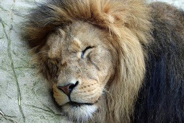 Adult male lion asleep