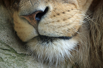 Close view of the nose of an adult male lion