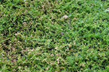 Herniaria glabra