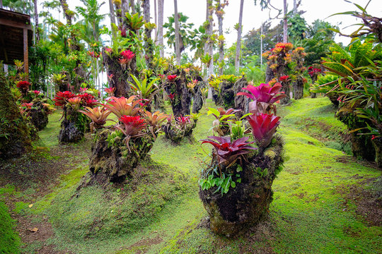 Tropical Balata garden in Martinique. Beautiful bromeliaceae in tropical garden in Martinique.