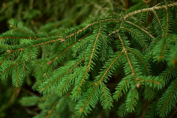 green spruce needles