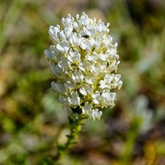 Dischisma ciliatum