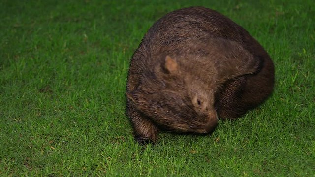 Close up of a wombat walking at night in Australia.