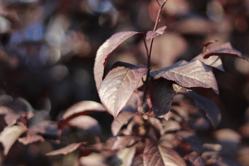 Brown tree leaves 