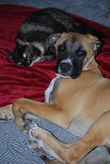 Kitten and Puppy on Bed