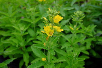Lysimachia punchata