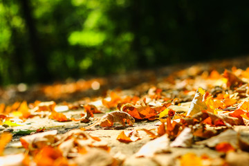 background of autumn leaves autumn leaves in a Park on earth, yellow, green leaves in autumn Park.
