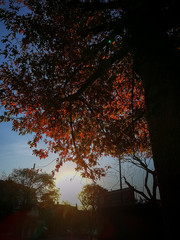 Atardecer de otoño en la ciudad de Buenos Aires, Argentina. Silueta de hojas secas de un árbol y a contraluz de la puesta del sol. 
