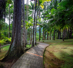 Tropical Balata garden in Martinique.