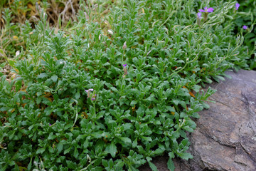Aubrieta deltoidea
