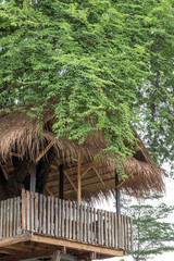 Wooden hut with vetiver roof covered with large trees.