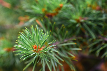 Naklejka na ściany i meble Closeup of green pine needles