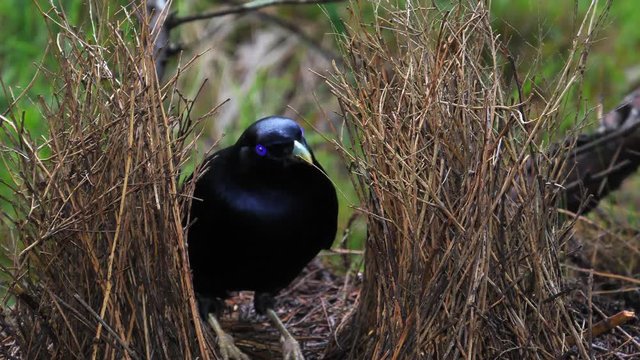 Satin bowerbird arranges sticks in nest in Australia.