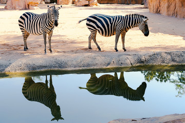 Fototapeta na wymiar Two zebras beside a pond in the middle