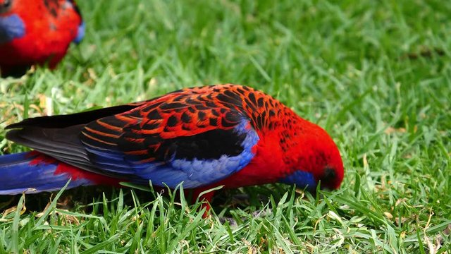 A crimson rosella parrot forages for food on the ground in Australia.