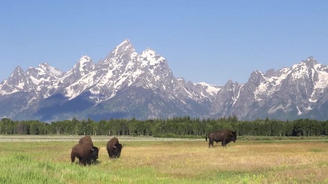 american bison grazing and walking in front of grand teton on a summer morning at grand teton national park in wyoming, usa