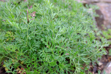 Pulsatilla albana