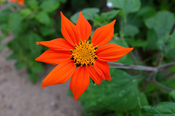 Tithonia rotundifolia