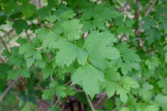 Viburnum opolus, Roseum