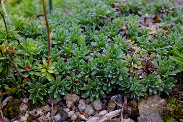 Saxifraga x landaurei