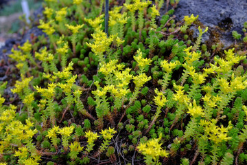 Sedum sexangulare